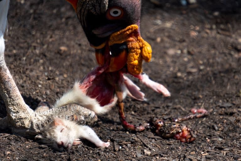 King Vulture eating