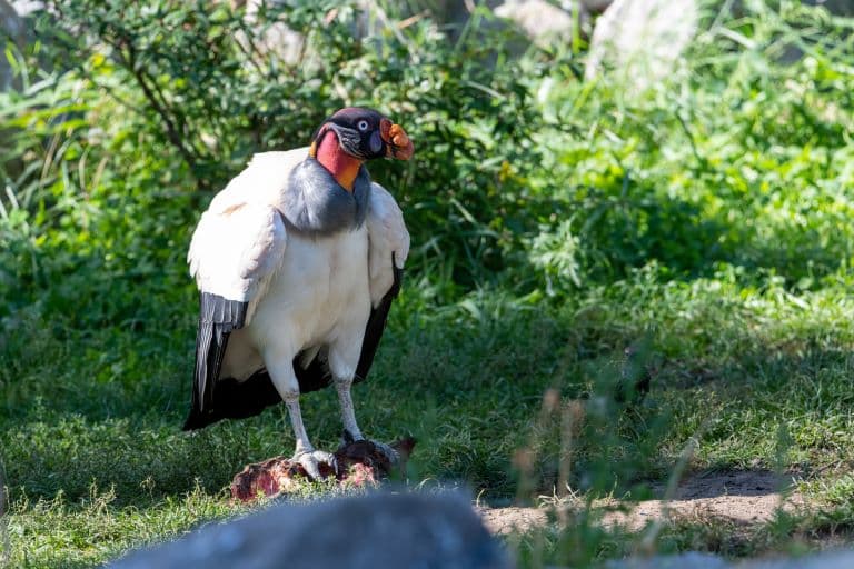 King Vulture profile