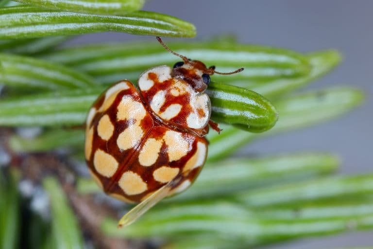 Ladybug being a pest itself 