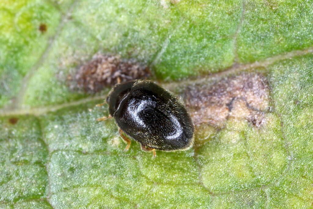 9 Ladybug Facts - Fact Animal