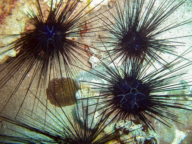 Urchins showing pentoradialism