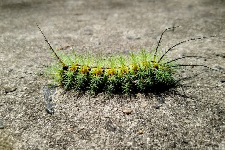 Fluffy venomous caterpillar Lonomia obliqua