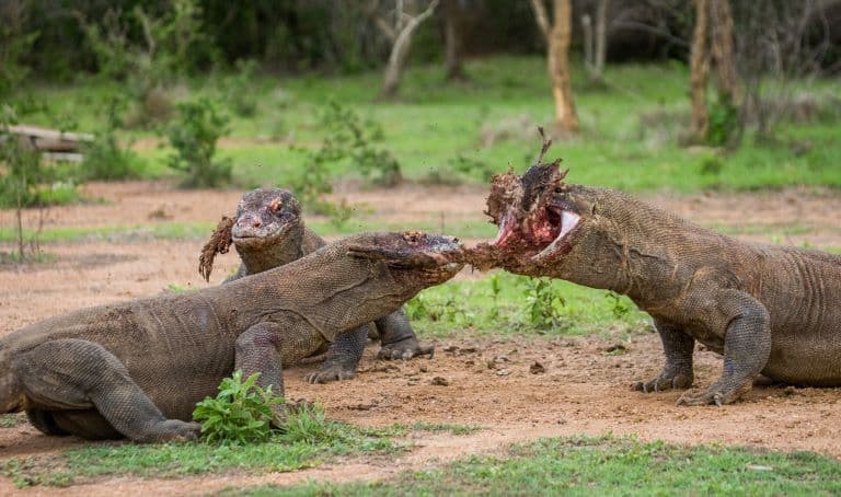 Monitor Lizards eating 
