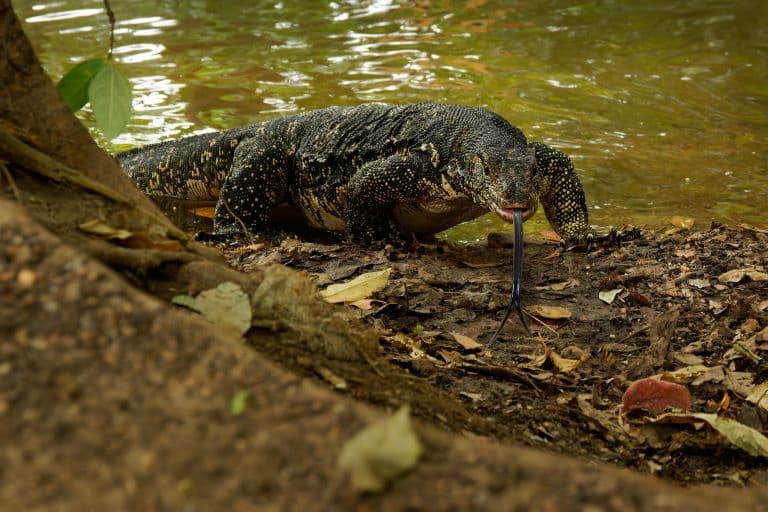 Monitor Lizard coming out of the water