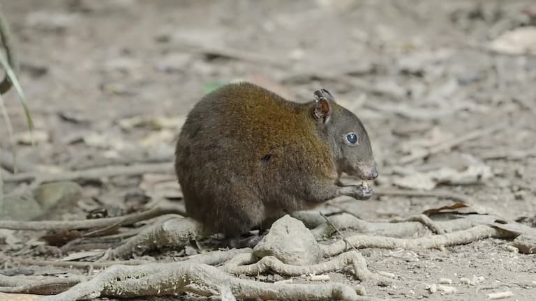 Musky kangaroo-rat kangaroo pose