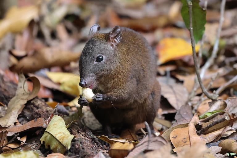 Musky kangaroo-rat eating