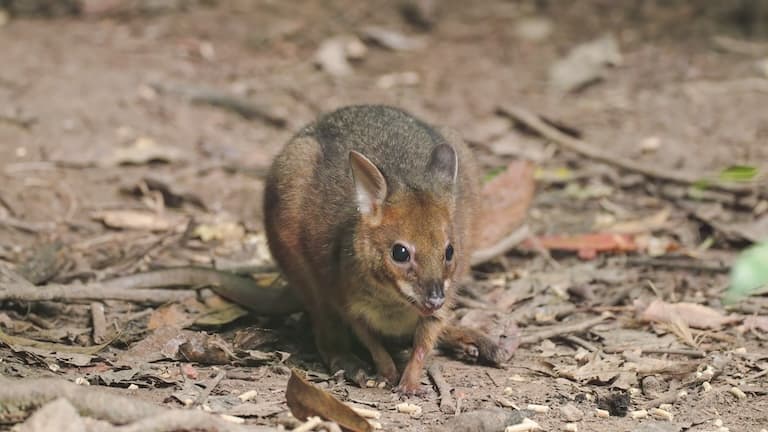 Musky kangaroo rat looking thoughtful