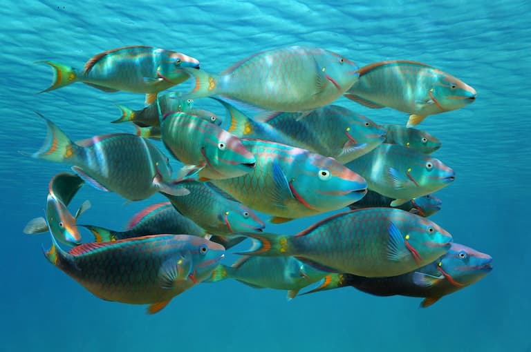 Parrotfish school