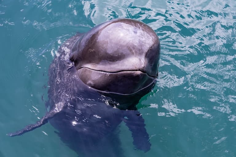 Pilot whale saying hello