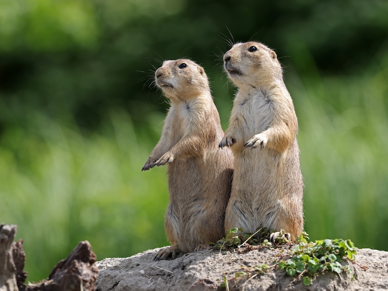 prairie dogs startled