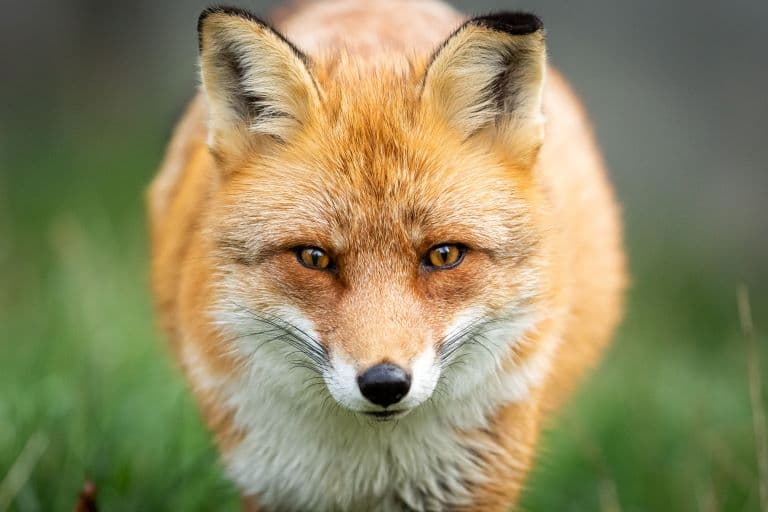 Red fox profile