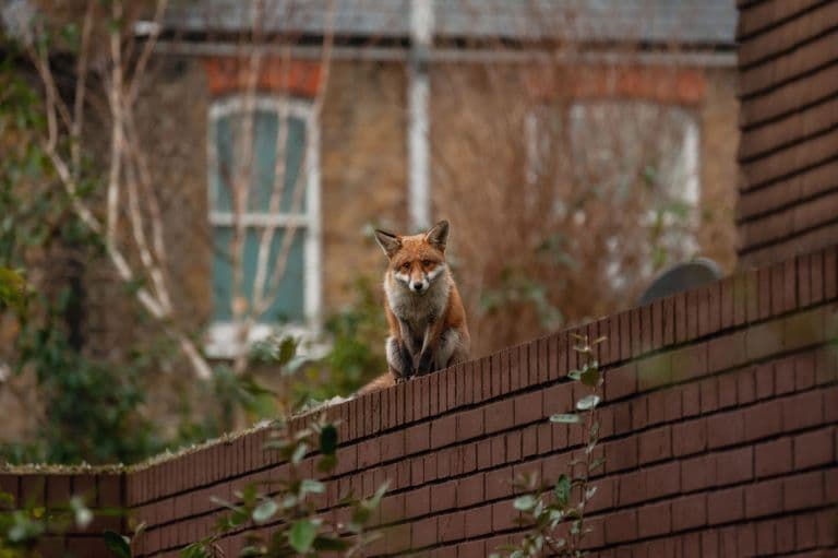 Red fox in the city