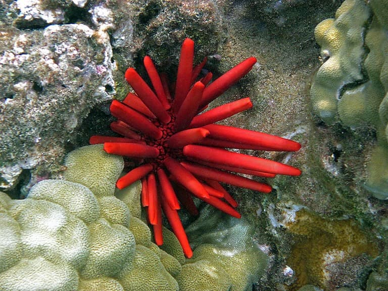 Red pencil urchin