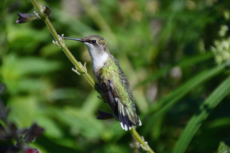 Ruby-Throated Hummingbird has no knees 