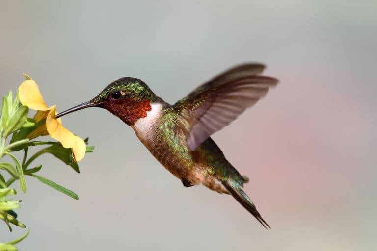 Ruby-Throated Hummingbird profile view