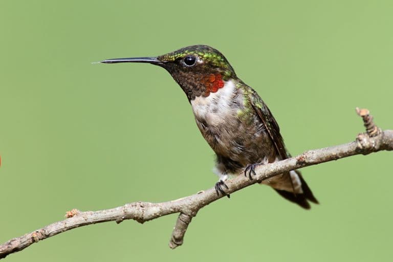 Ruby-Throated Hummingbird long beak