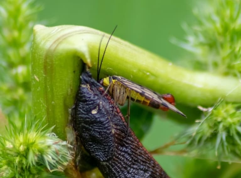 A male scorpionfly eating a slug