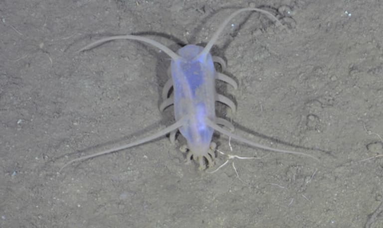 Sea pig looking excellent