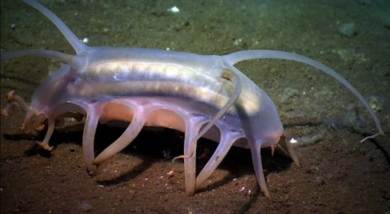 Shiny sea pig walking along sea floor
