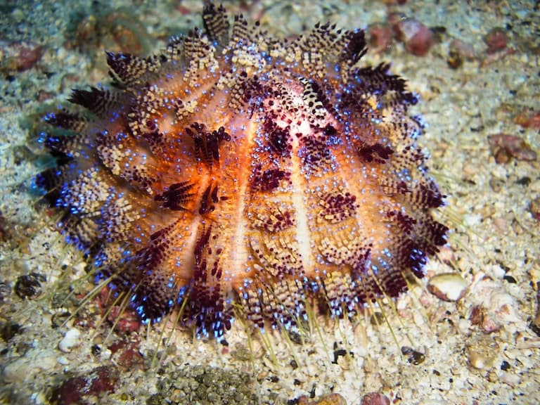 Urchin showing soft tissue