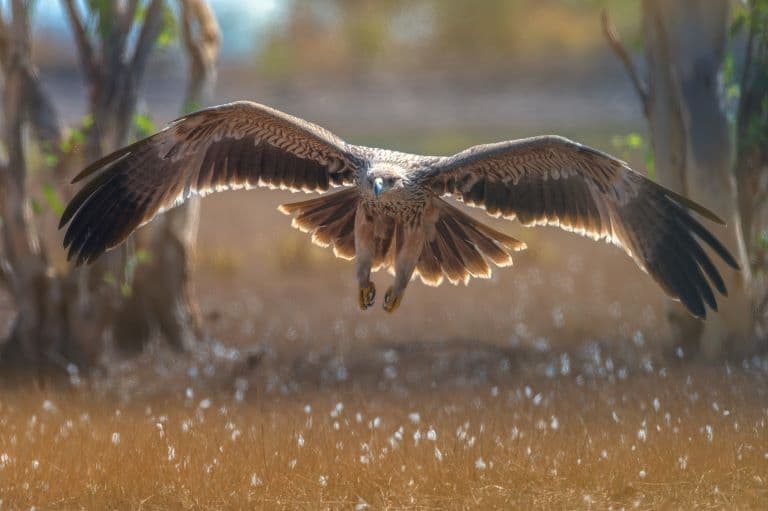 Spanish Imperial Eagle flying