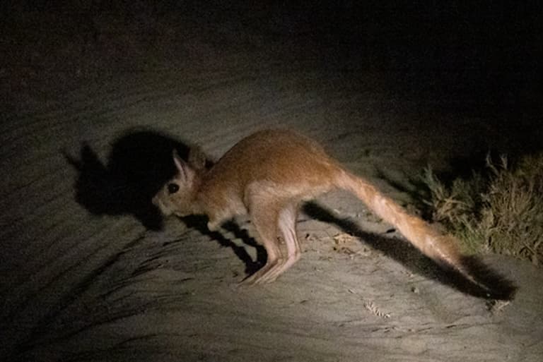 Springhare looking like a kangaroo