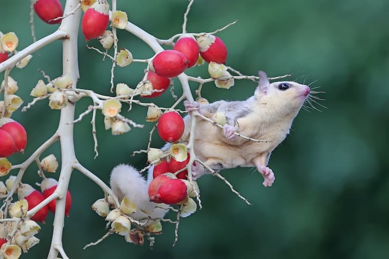 sugar glider on berry bush
