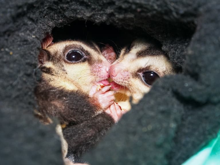 sugar gliders in nest
