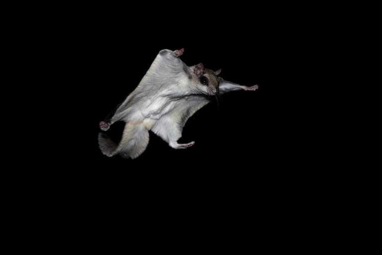 Sugar glider in flight
