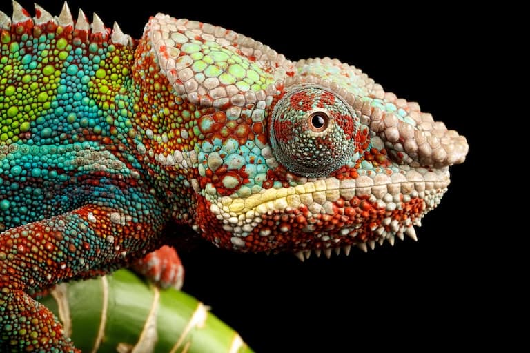 Close up chameleon showing texture