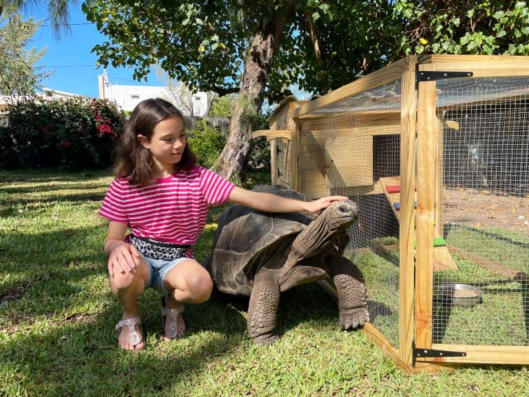 Tortoises can be big