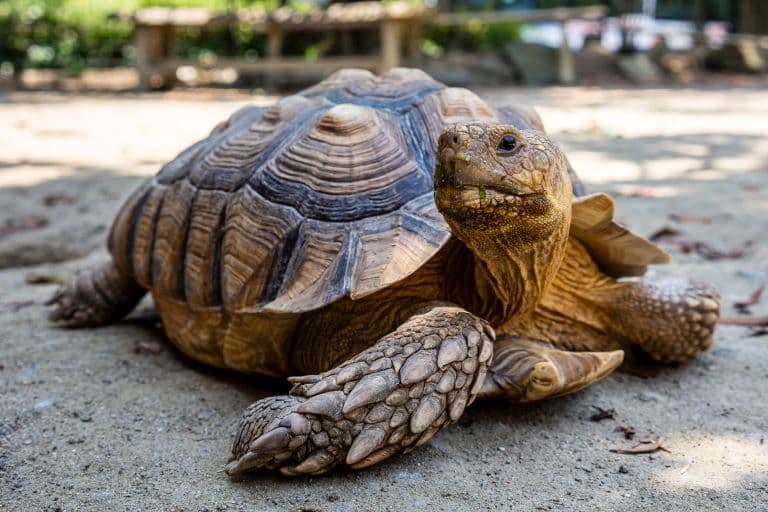 Tortoise profile