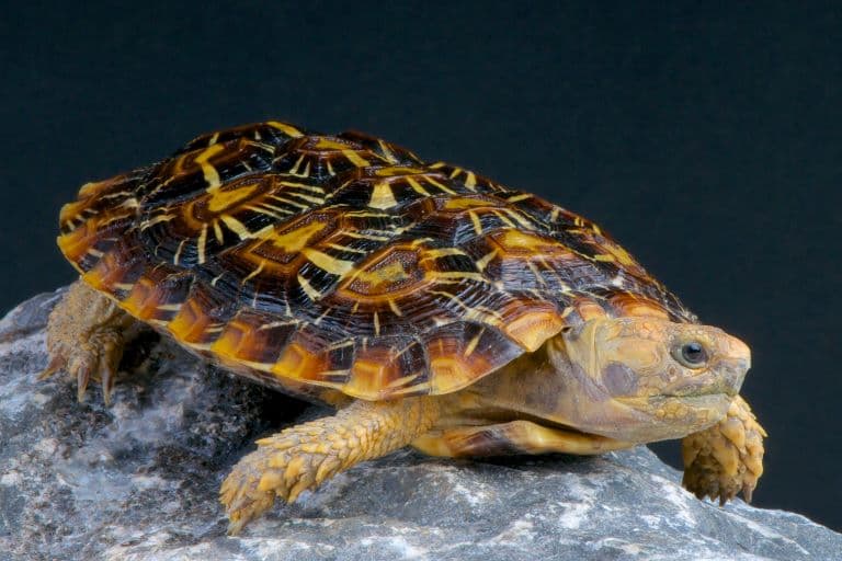 Pancake tortoise
