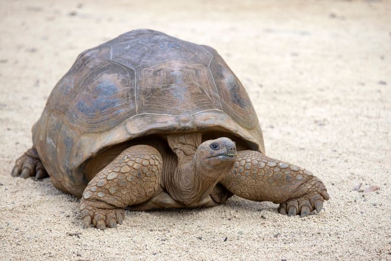Land turtle