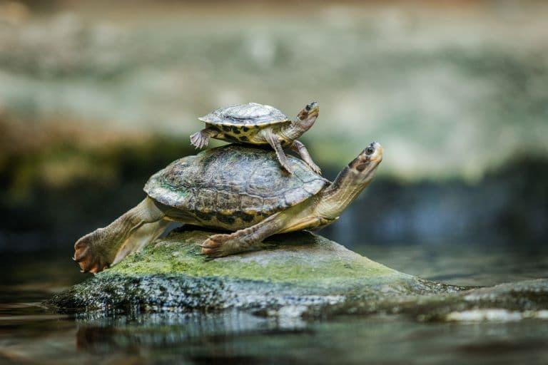 Mother Turtle carrying her baby