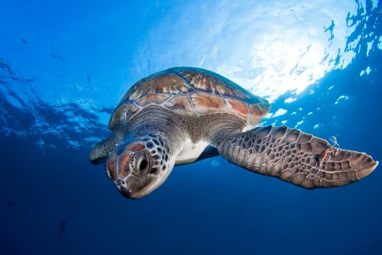 Turtle profile