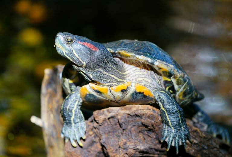 Side necked turtle