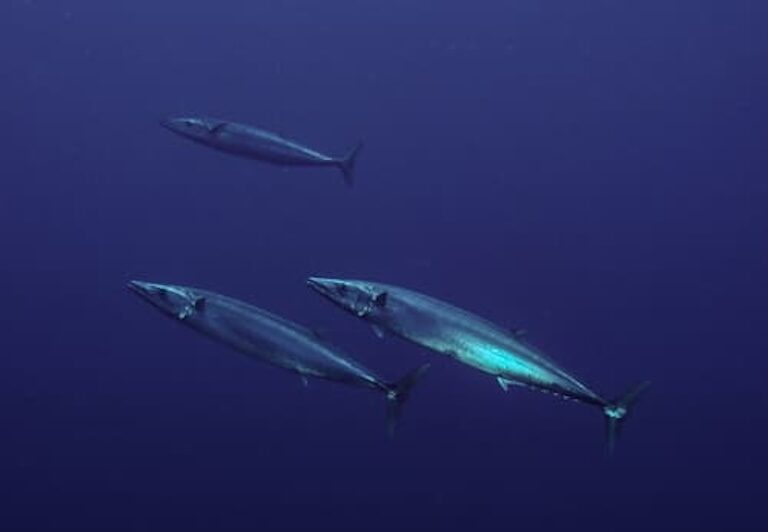three wahoos