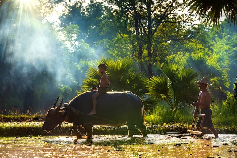 Water buffalo at work in the paddy
