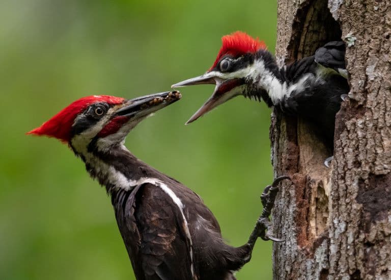 Woodpecker feeding it's young one