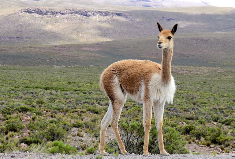 cute looking vicuna
