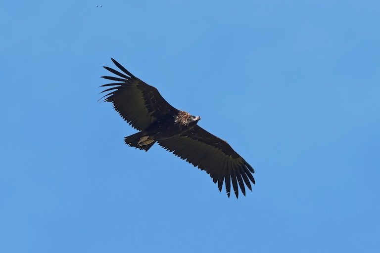 black vulture flying