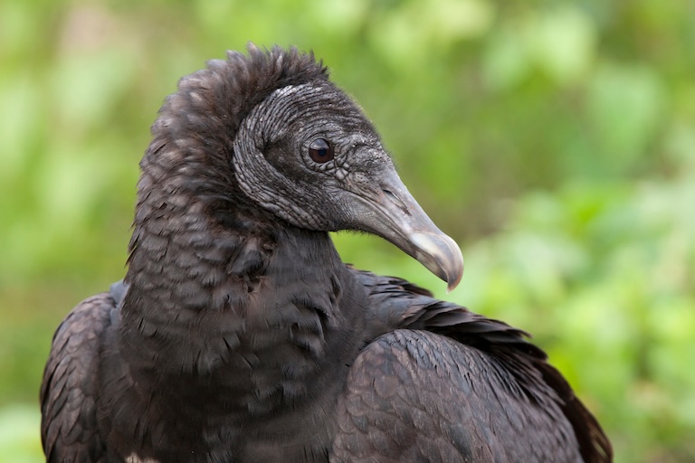 black vulture profile