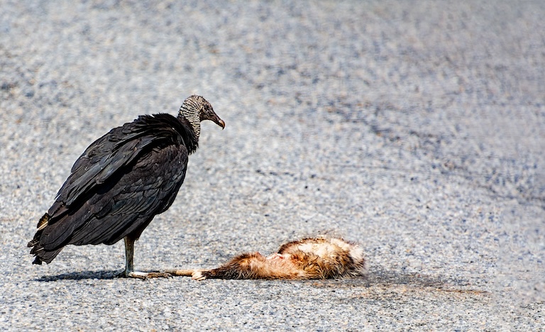 black vulture with a kill