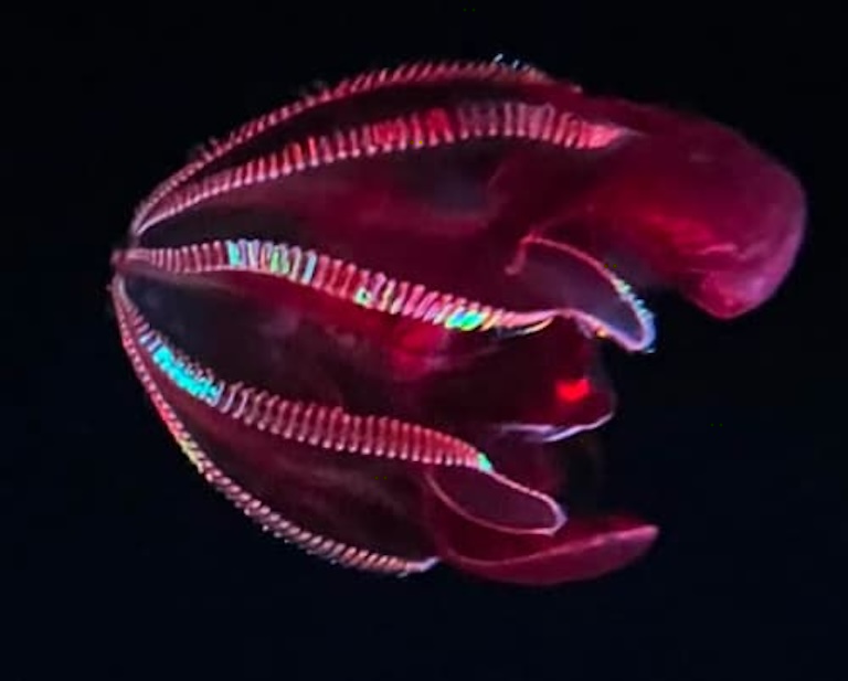 luminous bloodybelly comb jelly