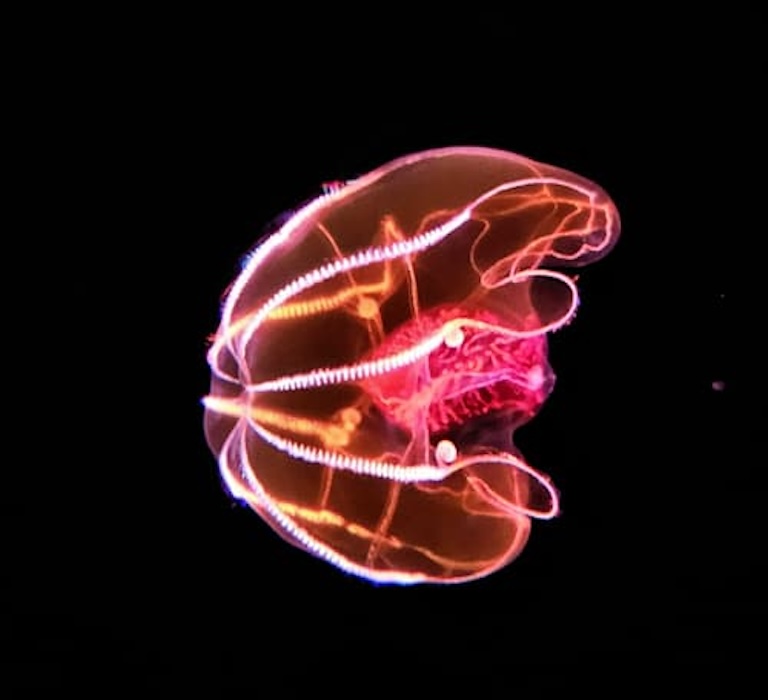 bloodybelly comb jelly