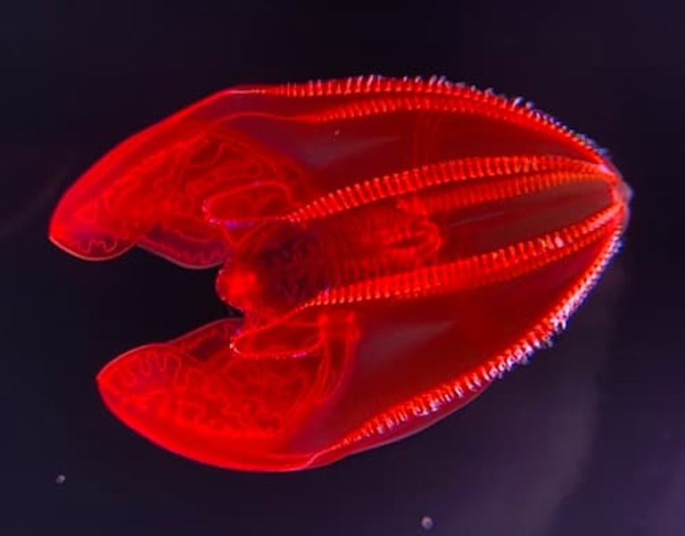 A beautiful bloodybelly comb jelly