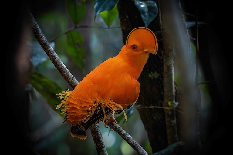 cock-of-the-rock perching