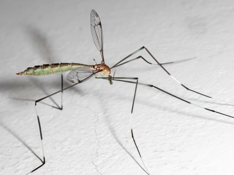 Crane Fly Daddy Long Legs