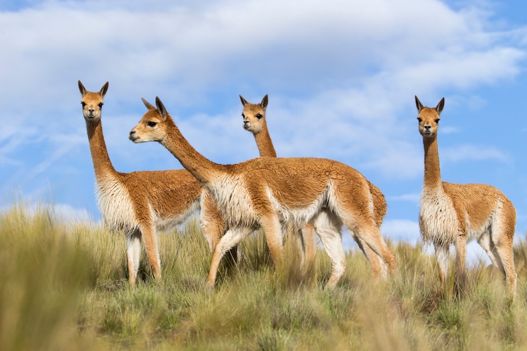 curious vicunas